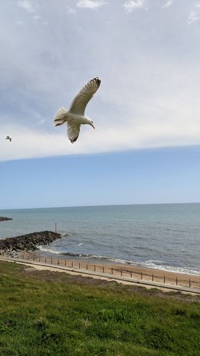A vertical shot of white Gull with open wings flying above lush green seashore
