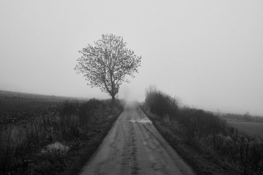 A grayscale of a dirt road near a lonely tree along a field in Skreia, Toten, Norway in late October