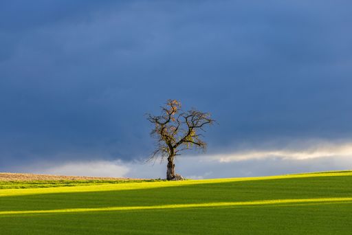 A lonely tree in a middle of a green grassy field, with sun rays, and a stormy sky in the background