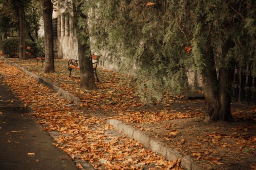 A beautiful shot of a sidewalk covered with fallen leaves in autumn