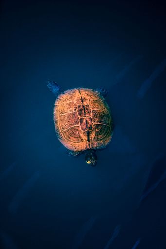 A vertical shot of the turtle in the water
