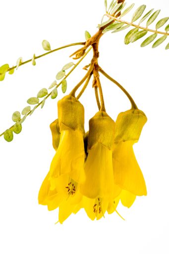 A vertical shot of a kowhai flower isolated on a white background