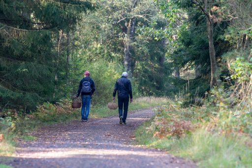 Two people walking on a road in the forest on their way to pick mushrooms, holding baskets. Nature background, copy space, place for text.