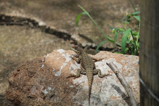 A lizard perching on rock