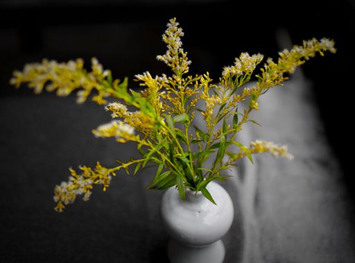 A closeup shot of Canada goldenrod in a pot
