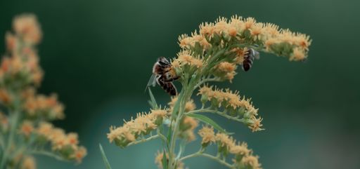 A closeup shot of a bee on a flower.