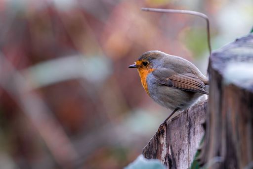 A close-up shot of a European robin perched on a branch on a blurred background