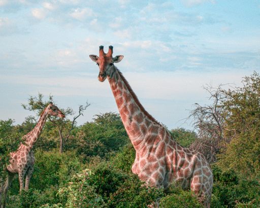 A horizontal image of two giraffes in Etosha National Park, Namibia