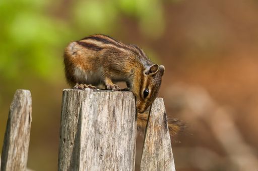 A closeup of a Siberian chipmunk on wooden poles in a field with a blurry background