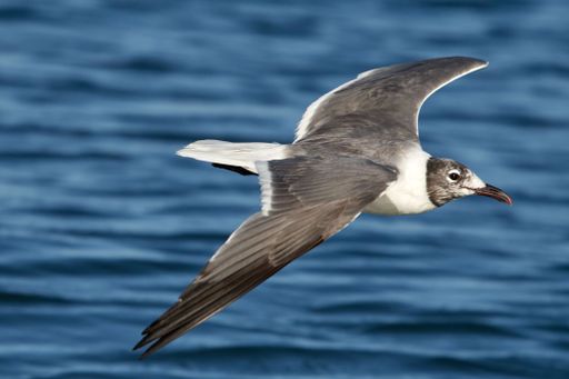 A closeup shot of a seagull bird flying over the water on a sunny day