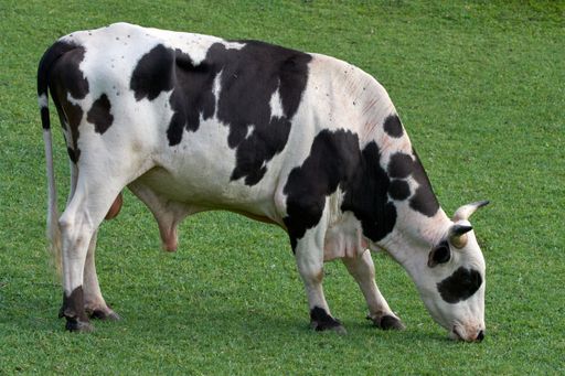 A closeup shot of a black and white Holstein cow eating grass in the field