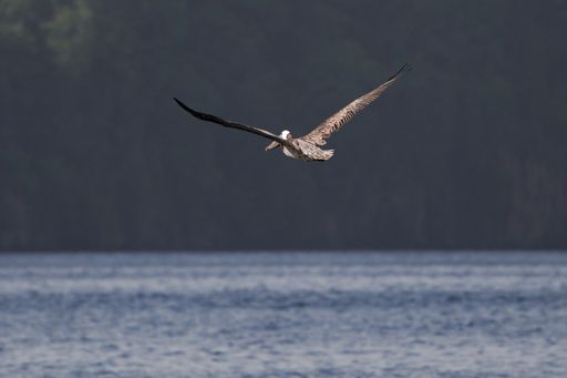 A closeup shot of a American brown pelican bird flying over the sea on a sunny day