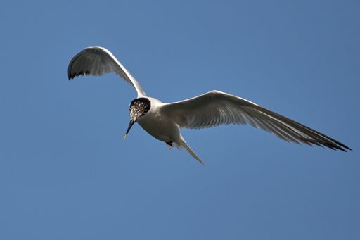 A closeup shot of a common tern bird flying over the blue sky on a sunny day