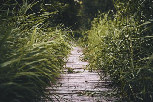 A closeup shot of a wooden pathway surrounded by green grasses and plants