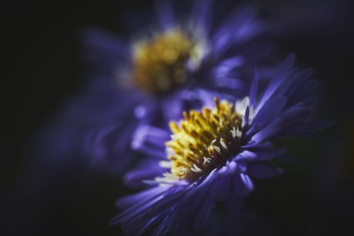 A closeup shot of two exotic purple flowers with a dark blurred background