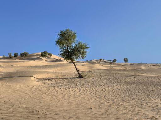 A landscape view of green trees growing on sand dunes under blue sky