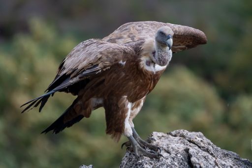 A closeup shot of a Eurasian griffon vulture standing on the rocky mountain with a blurred forest in the background in Leon, Spain