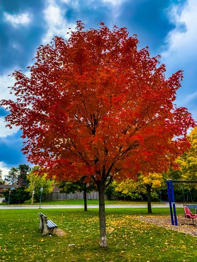 A vertical shot of an autumn park with a red-leaved tree