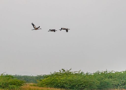 A low angle shot of cranes flying over a field in the sky