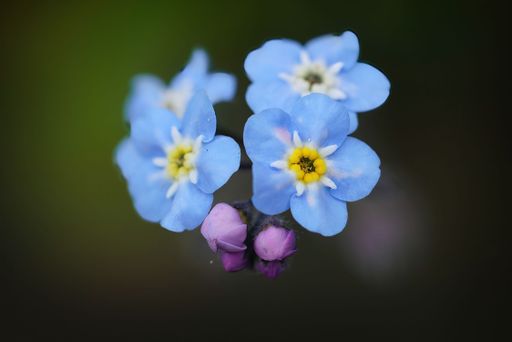 A macro shot of a wood forget-me-not