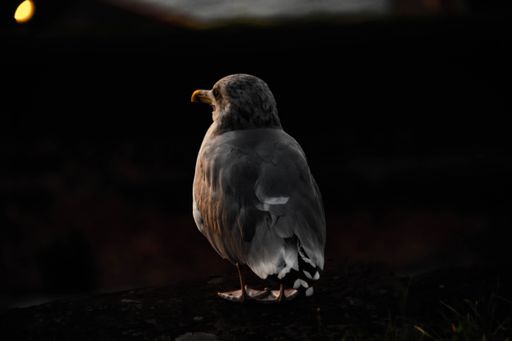 A back view of a gray seagull on a black background