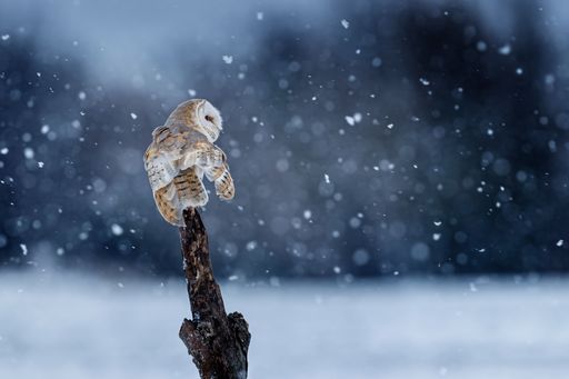 A close-up shot of a beige owl standing on wooden trunk in a snowy blur