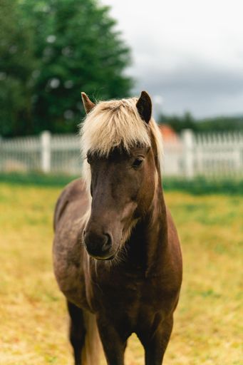 A closeup shot of a brown horse standing on the field