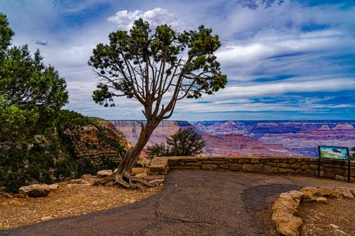 The image shows a solitary tree at the edge of the overlook on the south rim of the Grand Canyon