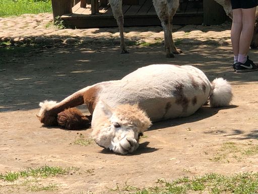 A beautiful view of a camel at a zoo