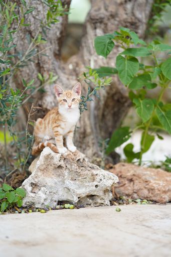 A vertical shot of the ginger Tabby cat (Felis catus) sitting on the stone in the park