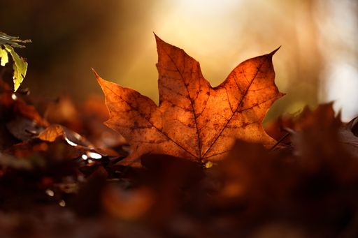 A closeup of the orange maple leaf fallen on the ground illuminated by sun rays