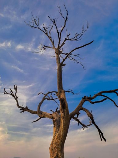 A vertical low-angle closeup of a beautiful dead tree against a blue cloudy sky