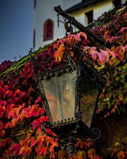 A low-angle vertical shot of an old lamp post attached to a wall covered in vine foliage facade