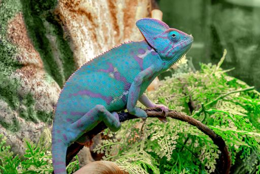 A closeup shot of a green chameleon. Funny pet. selective focus