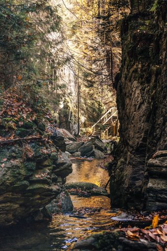 A rocky river surrounded by dense trees