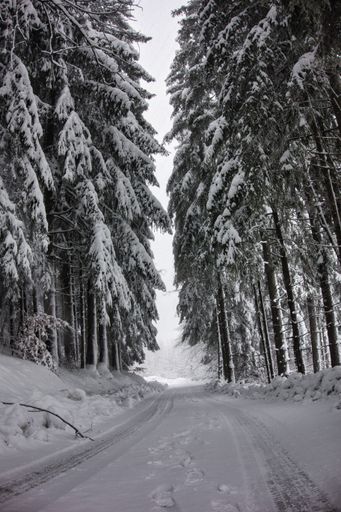 A vertical shot of a narrow footpath covered with snow and surrounded with tall fir trees