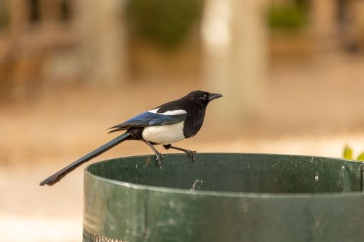 A cute small Eurasian magpie on green mesh trash can in park on blurry background