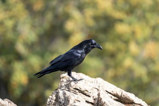 A common raven standing on a rock in the mountains of Leon, Spain.