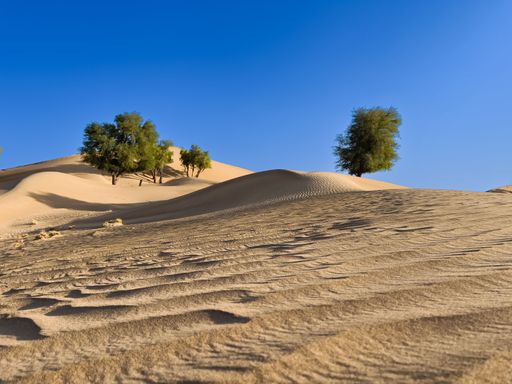 A beautiful landscape of dunes in a desert on a sunny morning