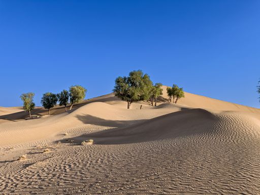A beautiful landscape of dunes in a desert on a sunny morning