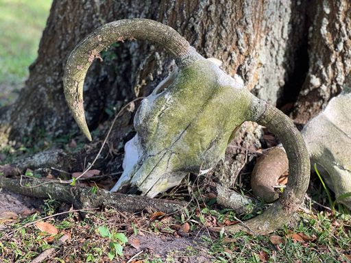 A closeup of cow Skulls next to tree