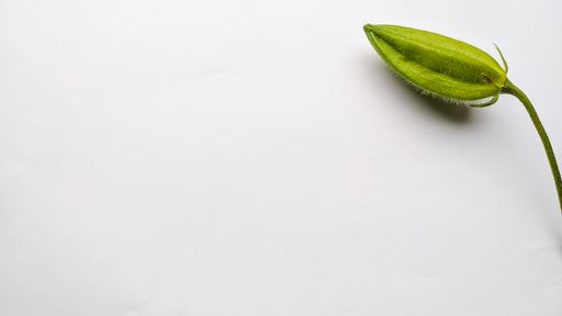 A top view of a green Impatient Seed plant on a white surface
