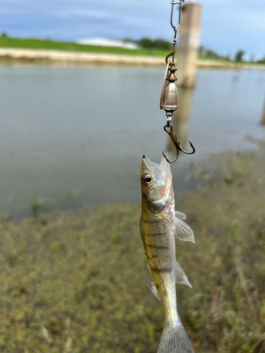 A vertical shot of a small river fish caught on a metal hook against the isolated background