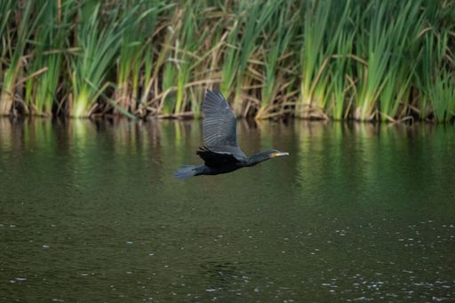 A view of the Cormorant flying over a lake