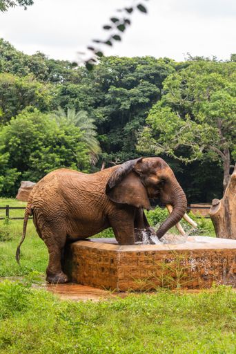 A male Indian Asian elephant is enjoying bathing and spraying itself with water in a natural habitat