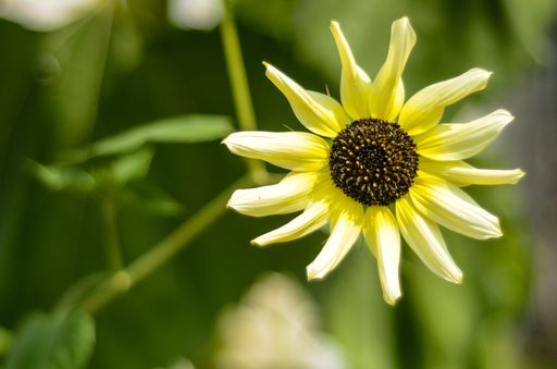 A closeup of a cute yellow flower