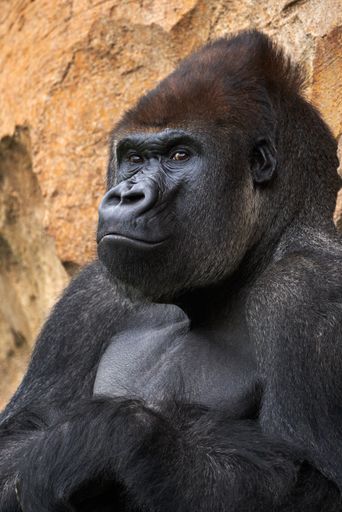 A vertical shot of a gorilla leaning on a rock in a park under the sunlight
