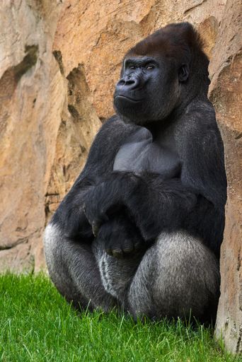 A vertical shot of a gorilla leaning on a rock in a park under the sunlight