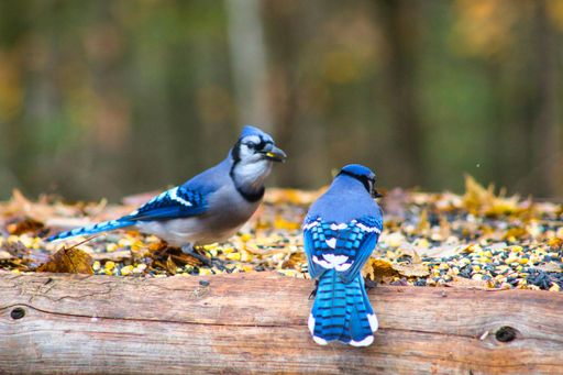 A closeup shot of blue jay birds in Parc Omega in Notre-Dame-de-Bonsecours in Quebec, Canada