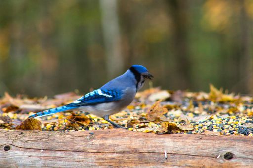 A closeup shot of a blue jay bird in Parc Omega in Notre-Dame-de-Bonsecours in Quebec, Canada